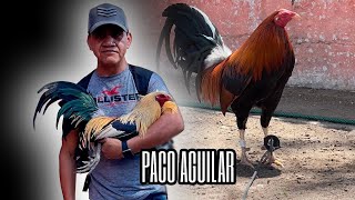 Paco Aguilar  Black Rooster Farm II [upl. by Notnyw]