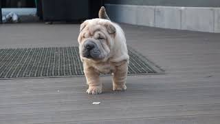 isabel sharpei puppy 5 weeks old [upl. by Elaen]