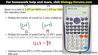 Beta Oxidation Of Fatty Acids  Lipid Metabolism  Biochemistry Lectures [upl. by Briano]