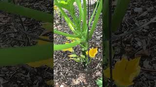 Growing vertical summer squash [upl. by Ellicec]