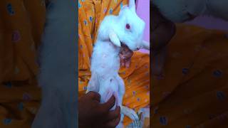 Adorable mother rabbit with baby rabbit🥰 shorts rabbit animals youtubeshorts shortfeed [upl. by Novia]