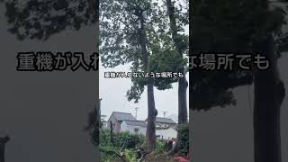 木の伐採は中西木材へお任せ下さい！ wood 福井県 越前市特殊伐採危険木支障木 [upl. by Aicad]