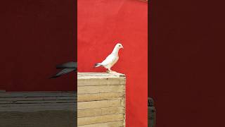 Gulabi palak me kalpari kaldumi madrasi madin FOR SALE pigeon pigeonlove kabootar kabutar bird [upl. by Kitrak]