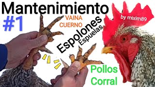 QUITAR ESPOLONES Pollos de Corral Mantenimiento Espolón o Espuelas by mixim89 [upl. by Imotas]