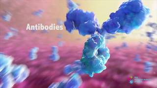 How do Antibodies Work [upl. by Nolaj613]