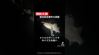 愛知県武豊町の岸壁 イソメジグヘッドでセイゴ入れ食い shorts 釣り fishing シーバス セイゴ 虫ヘッド 武豊町 衣浦湾 知多半島 [upl. by Einnok]