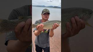 Beautiful Trout Seven Fishing At Antero Reservoir In Hartsel Colorado fishing shorts world [upl. by Sire812]