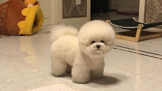 Cute Bichon Frise Puppies Videos Compilation – Cute And Funny Bichon Frise Moments 4 [upl. by Kohcztiy]