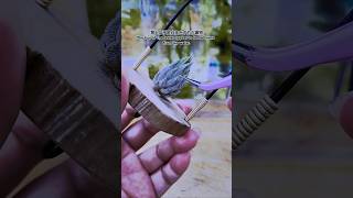 空氣鳳梨  歐洲榛果 特殊 Tillandsia ionantha Hazelnut Europe Air Plants in Taiwan [upl. by Ahael4]