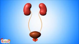 Urinary System Video for Kids [upl. by Sirrap754]