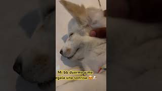 MI REINA 🐶🥰 reels videos youtube youtubeshorts [upl. by Bucella84]