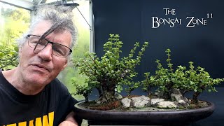 Pruning My Portulacaria afra Forest The Bonsai Zone July 2024 [upl. by Matless]