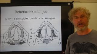 Biologie HV OB De Stembanden en het strottenhoofd [upl. by Reivilo]