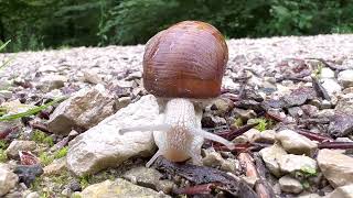 Weinbergschnecke  Helix pomatia [upl. by Atirec]