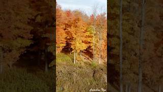 🍁🇨🇦autumn canada fallcolors trending viralvideo ytshort reels nature travel shorts [upl. by Aihtnis]