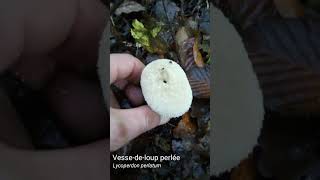 Vessedeloup perlée Lycoperdon perlatum [upl. by Alexandros]