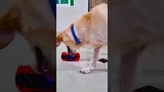 मेरा डॉगी क्यों रोने लगा😭 funnydogs shorts [upl. by Gregg340]