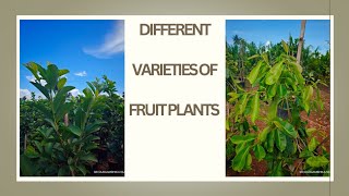 FRUIT PLANTS TAIWAN FRUIT PLANTS DIFFERENT VARIETIES OF FRUIT PLANTS ALL FRUIT PLANTS AVAILABLE [upl. by Aerdnahs197]