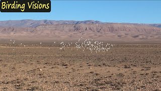 Temminck’s Lark Pintailed amp Blackbellied Sandgrouse  Tagdilt Track  Birds of Morocco [upl. by Sontag]