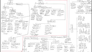 Microbiology Algorithm Gram Positive Cocci [upl. by Yneffit155]