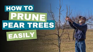 Prune a Pear Tree With These Easy Steps [upl. by Hepsibah]