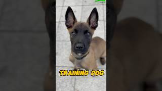 Belgian Malinois Amazing belgiummalinois dog dogtraining pets belgianmalinois trainingdog [upl. by Armond]