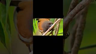 Rare slomo Rufous Treepie healing healingmusic rufoustreepie birds bird birdslover asmreating [upl. by Akinit288]