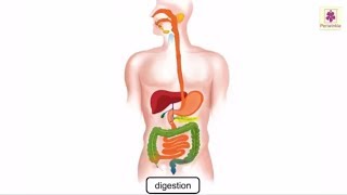 Digestion Process In Human Body Explained Through Animation  Science Grade 4  Periwinkle [upl. by Notlil]