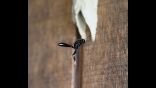 Male organ pipe mud dauber wasp checks in with his mate [upl. by Twedy]