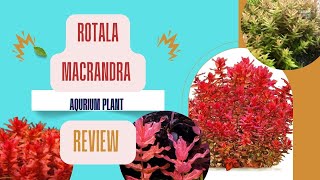 Rotala macrandra aquarium plant review aquarium guppy aquariumplant rotala [upl. by Benoit260]