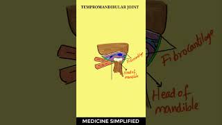 TMJ Anatomy  Temporomandibular Joint Anatomy  Jaw Joint Anatomy anatomy tmj [upl. by Cleo]