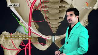 Femoral Artery Anatomy Animation Origin  Course  Branches and Termination  USMLE Step 1 [upl. by Nirel]