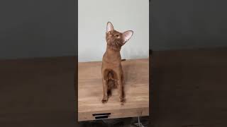 Cinnamon Oriental Shorthair Cat 🧡 [upl. by Marve232]