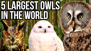 5 Of The Largest Owl Species In The World [upl. by Giardap]