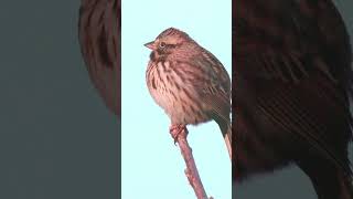 HDR🐤 Song Sparrow Serenade A Chirping Moment in Nature [upl. by Giffie]