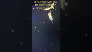 Zooplankton just don’t know what their emotions are 💀 zooplankton shorts [upl. by Inohtna]