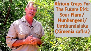 African Crops For The Future E14 Sour PlumMunhengeniUmthunduluka Ximenia caffra [upl. by Retxed]