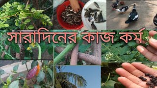 আজকের সারা দিনের কাজ টমেটো গাছের মাচা দেওয়া ছোট মাছ কাটা মুরগির ঘর পরিষ্কার করা [upl. by Gentry]