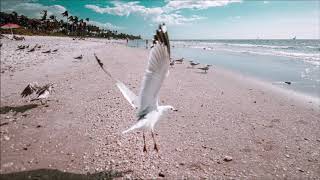 Seagull Beach Sound Effect  Free Sound Clips  Animal Sounds [upl. by Dor]