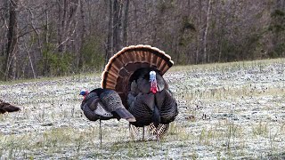 FOXPRO TURKEY CALLS  For Any Turkey Hunters Arsenal [upl. by Anika174]