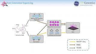 Sequencing Based Approaches for Profiling DNA Methylation [upl. by Ilanos999]