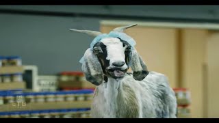 Geico TV Commercial The Scapegoat [upl. by Onaicnop]