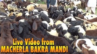 Live From Macherla Bakra Mandi Prices And Market Details [upl. by Aidahs100]