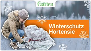 Hortensien überwintern So schützt ihr die Blütensträucher [upl. by Nicky897]