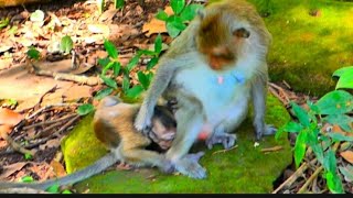 Oh God this is Evelyns first warning baby Primate Monkey [upl. by Lisk715]