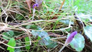 Spring Crocuses [upl. by Hayley371]