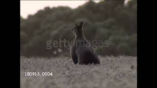 The Bartered Bride Overture 1996 [upl. by Assilac]