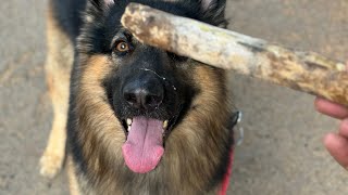 Fetch Game with Bruno German Shepherd [upl. by Orteip]