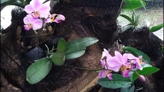 Anggrek doritis  Phalaenopsis pulcherrima  media tanam doritis pulcherrima [upl. by Oys]