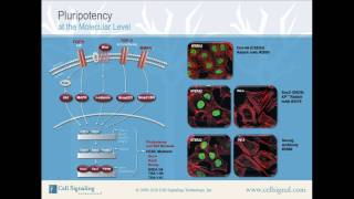 Pluripotency at the Molecular Level from Cell Signaling Technology Inc [upl. by Aleedis]